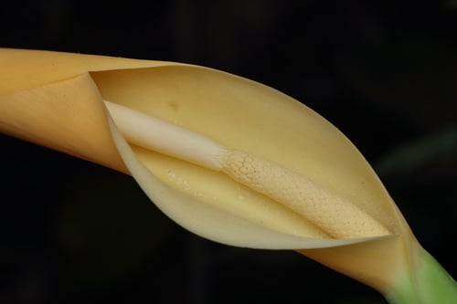 Colocasia esculenta (Taro) — photo