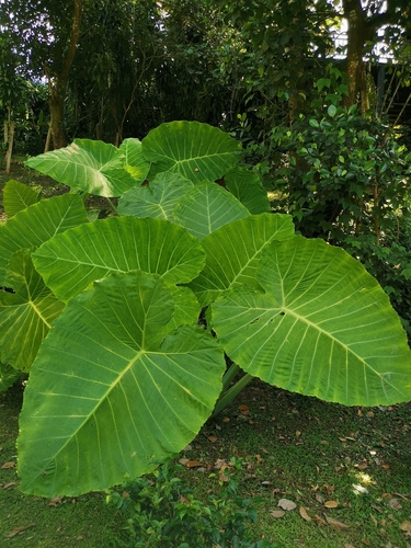 Colocasia gigantea (Talas Padang) — photo