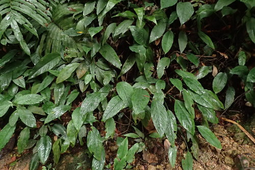 Colocasia kotoensis — photo
