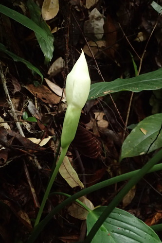 Colocasia kotoensis
