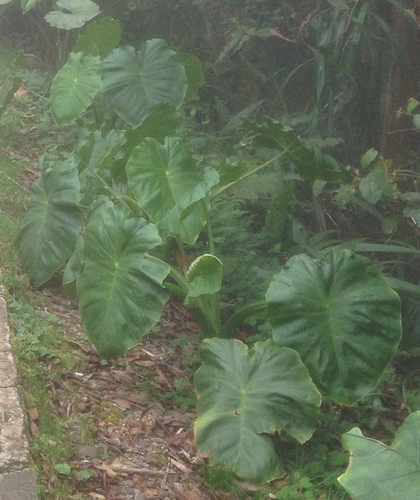 Colocasia oresbia (Elephant's ear) — photo