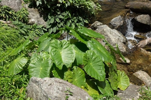 Colocasia oresbia