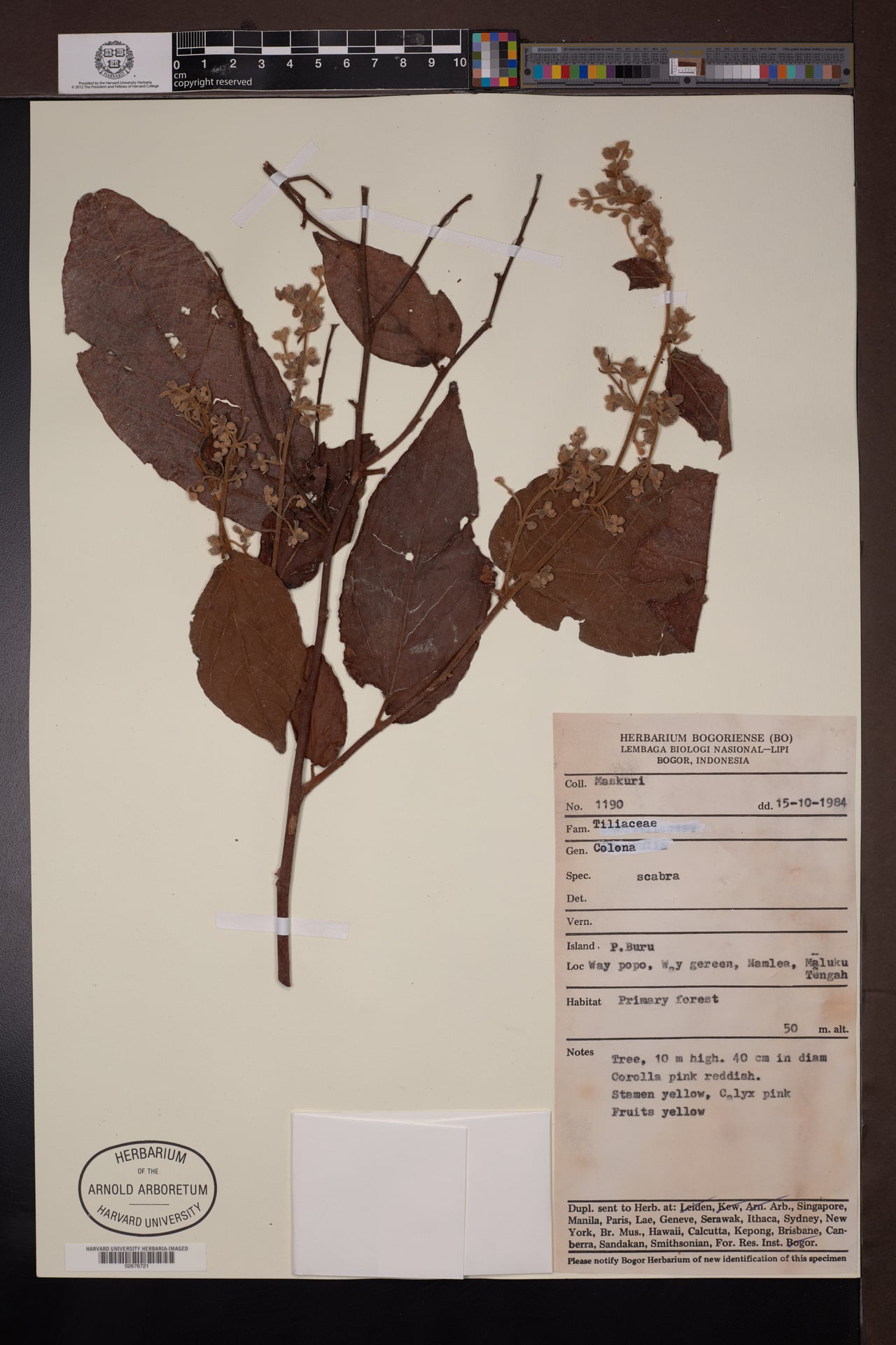 Colona scabra