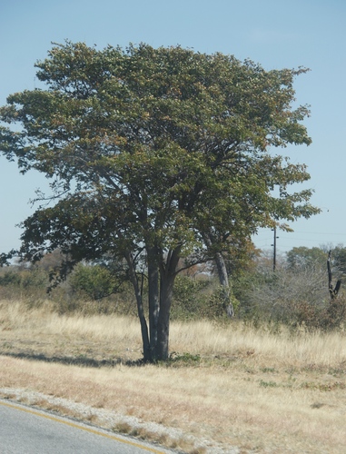 Colophospermum mopane (Rhodesian ironwood) — photo