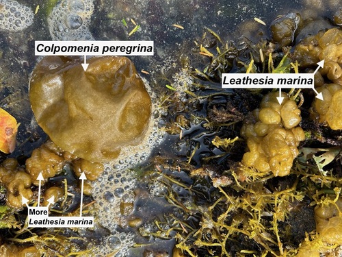 Colpomenia peregrina (Oyster thief) — photo