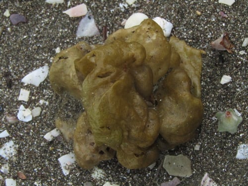 Colpomenia sinuosa (Honey algae) — photo