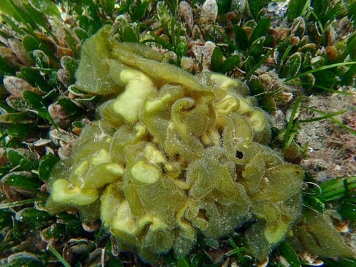 Colpomenia sinuosa (Honey algae) — photo