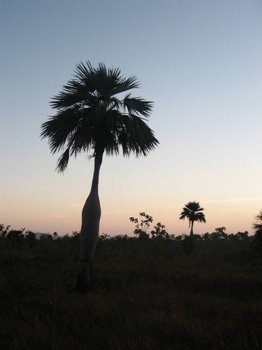 Colpothrinax wrightii (Cuban bottle palm) — photo