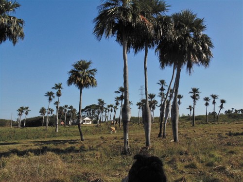 Colpothrinax wrightii