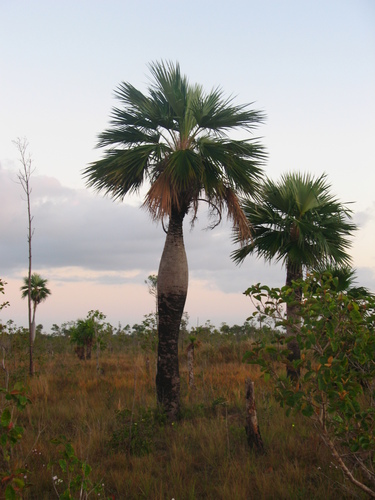 Colpothrinax wrightii (Cuban bottle palm) — photo