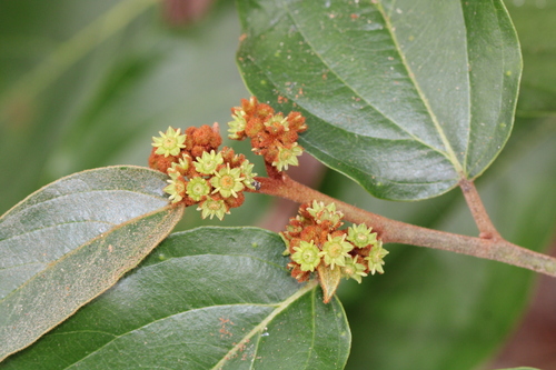 Colubrina arborescens (Coffee colubrina) — photo