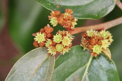 Colubrina arborescens (Coffee colubrina) — photo