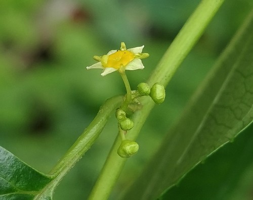 Colubrina asiatica (Beach berry bush) — photo