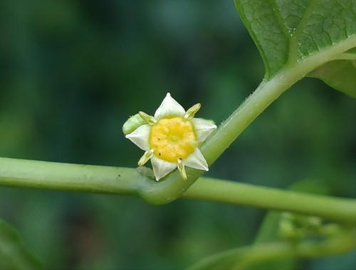 Colubrina asiatica (Beach berry bush) — photo