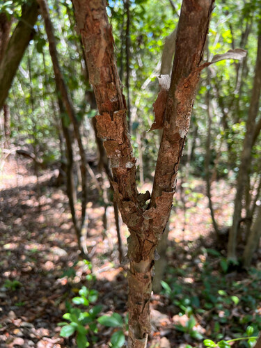Colubrina elliptica (Smooth snakebark) — photo