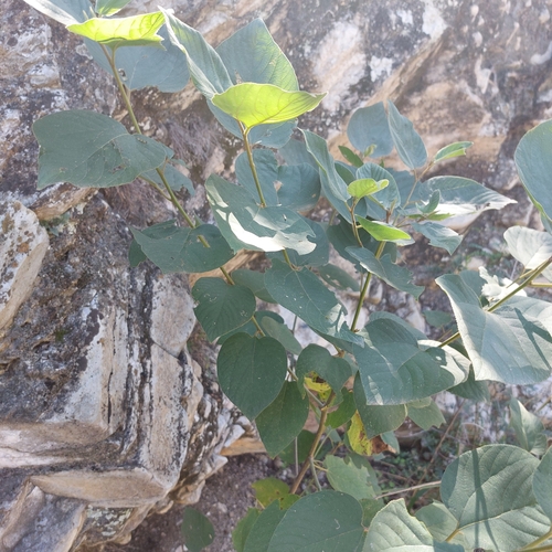 Colubrina greggii (Sierran nakedwood) — photo