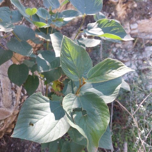 Colubrina greggii (Sierran nakedwood) — photo