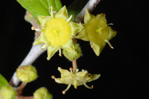 Colubrina texensis (Hog plum) — photo