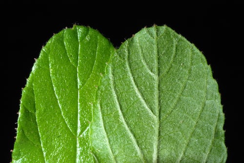 Colubrina texensis (Hog plum) — photo