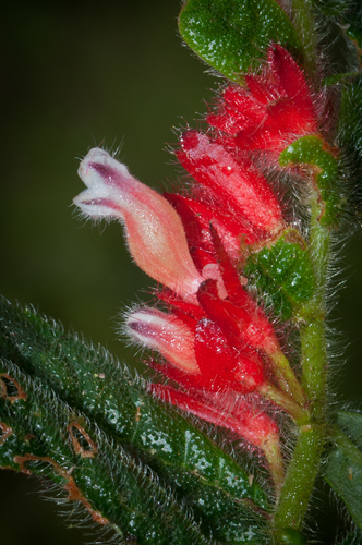 Columnea tenella — photo