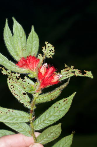 Columnea tenella — photo