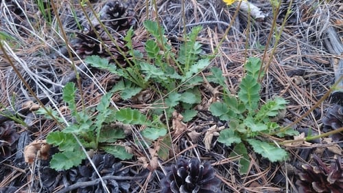 Coluria geoides (Siberian avens) — photo