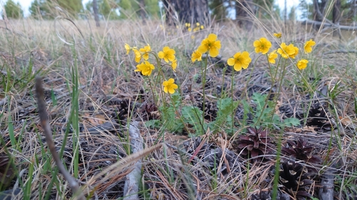 Coluria geoides (Siberian avens) — photo