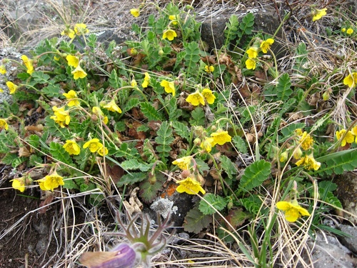 Coluria geoides