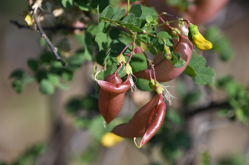 Colutea arborescens (Bladder senna) — photo
