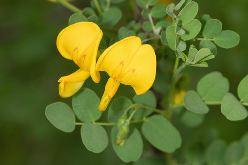 Colutea arborescens (Bladder senna) — photo