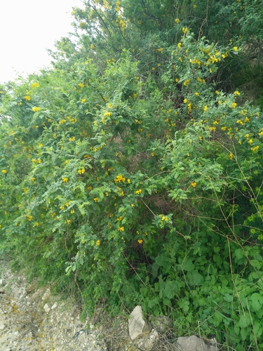 Colutea istria (Bladder senna) — photo