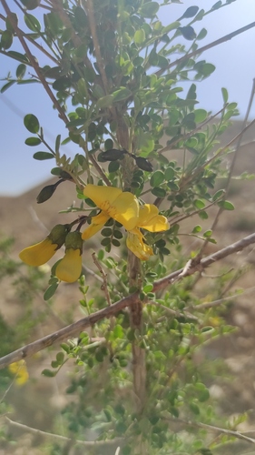 Colutea istria (Bladder senna) — photo