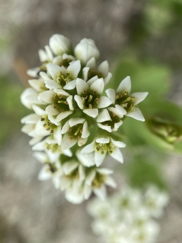 Comandra umbellata (Bastard toadflax) — photo