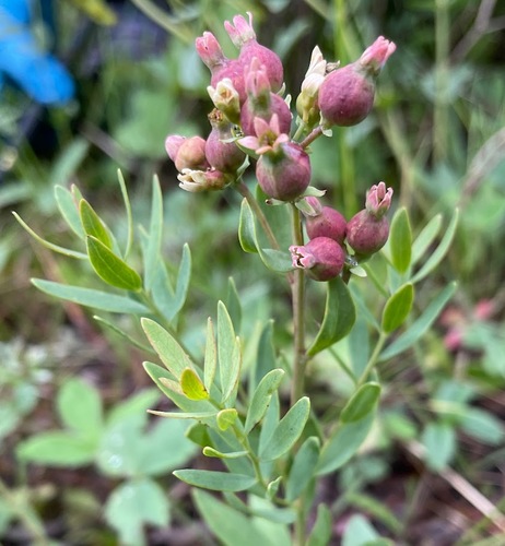 Comandra umbellata subsp. pallida (Pale bastard toadflax) — photo