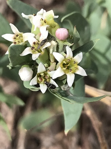 Comandra umbellata subsp. pallida (Pale bastard toadflax) — photo