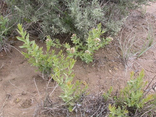 Comandra umbellata subsp. pallida