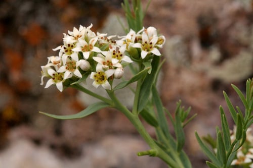 Comandra umbellata
