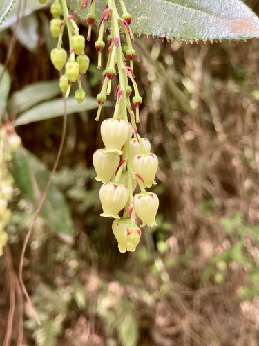 Comarostaphylis discolor — photo
