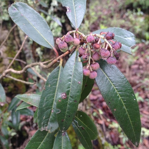 Comarostaphylis discolor — photo