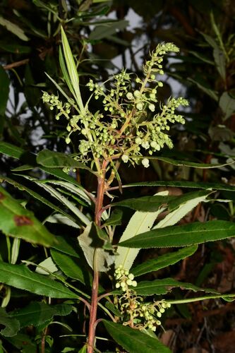 Comarostaphylis discolor