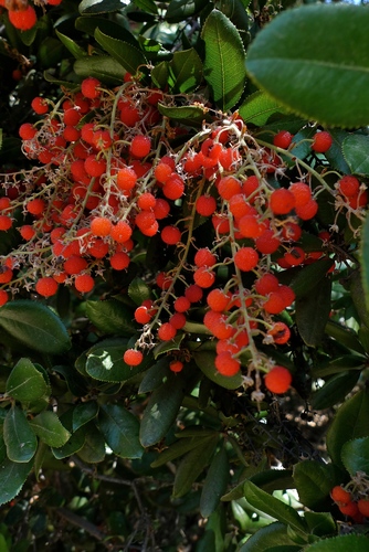 Comarostaphylis diversifolia (Summer-holly) — photo