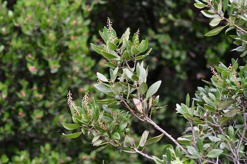 Comarostaphylis diversifolia