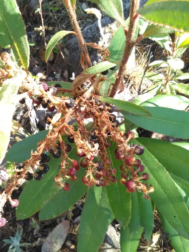 Comarostaphylis longifolia — photo