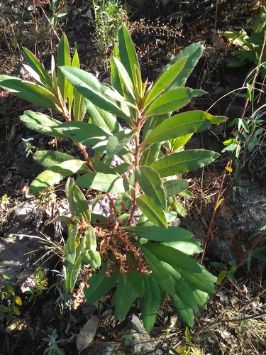 Comarostaphylis longifolia — photo