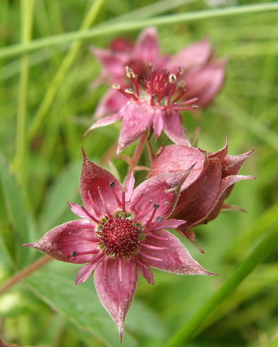 Comarum palustre (Marsh five-finger) — photo