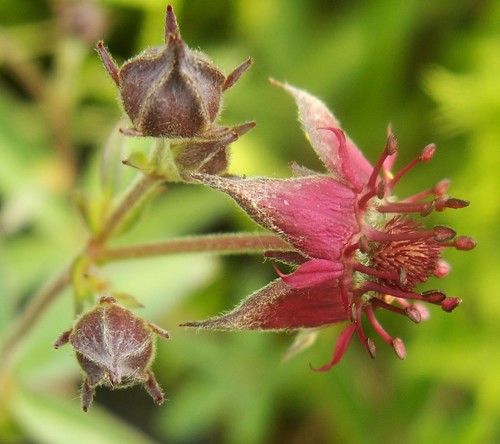 Comarum palustre (Marsh five-finger) — photo