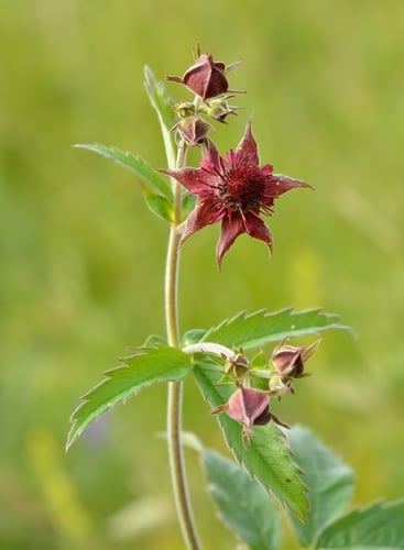 Comarum palustre