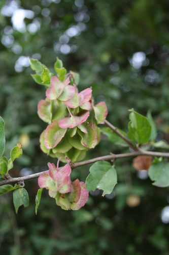 Combretum aculeatum — photo