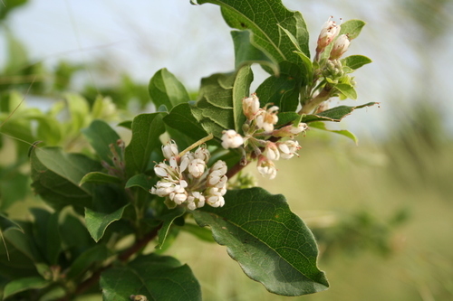 Combretum aculeatum — photo