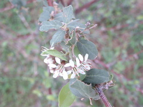 Combretum aculeatum